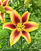 Lilium 'Viva la Vida'