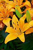 Lilium Sunset Matrix