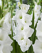 Gladiolus 'Himalaya'