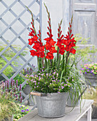 Rote Gladiolen in Zink-Gefäß