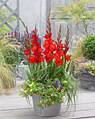 Gladiolus red