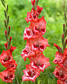 Gladiolus 'Fatima'