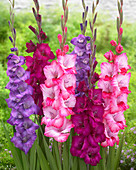 Mix aus pinken und violetten Gladiolen