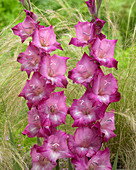 Gladiolus 'Purple Electric'