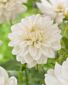 Dahlia Eternal Snow ®