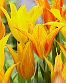 Tulipa 'Vendeeglobe', 'La Perla'