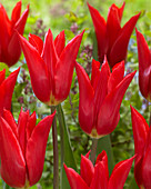 Tulipa 'Istanbul'