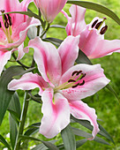 Lilium 'Frontera'