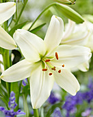 Lilium 'Pearl White'