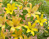Lilium 'Yellow Cocotte', 'Corsage', 'P391'