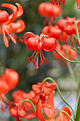 Lilium pumilum