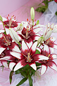 Lilium Latino White