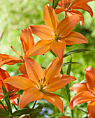 Lilium 'P390'