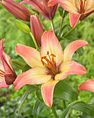 Lilium Forever Summer