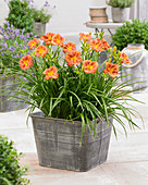 Hemerocallis EveryDaylily ™ 'Bronze' ®