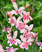 Gladiolus nanus 'Impressive'