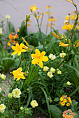 Hemerocallis, Trollius