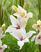 Gladiolus fragrant 'Lucky Star'