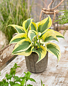 Hosta 'Ben Vernooij'