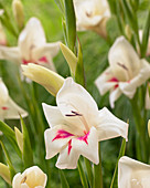 Gladiolus nanus Carine