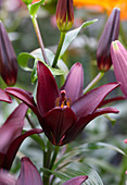 Lilium 'Landini'