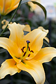 Lilium 'Corcovado'