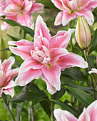 Lilium Roselily 'Natalia' ®