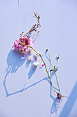 Still life of Lilium flower