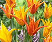 Tulipa 'Vendeeglobe'