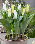 Tulipa 'Tres Chic', 'Florijn Chic'