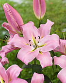 Lilium 'Gracefull'