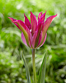 Tulipa 'Purple Dance'