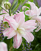 Lilium 2012-08