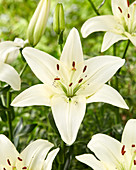 Lilium 'P471'