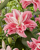 Lilium Roselily 'Clarissa'