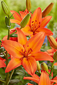 Lilium P483 