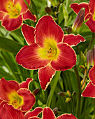 Hemerocallis Blackbeard Island ™