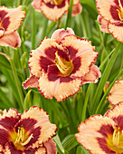 Hemerocallis 8064