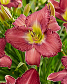 Hemerocallis Tybee Island ™