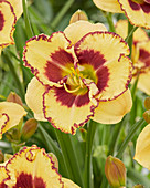 Hemerocallis 7082