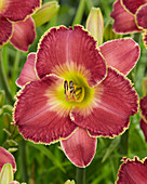 Hemerocallis '8010'