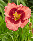 Hemerocallis Dan Mahony