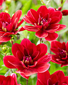 Dahlia 'Red Infusion'