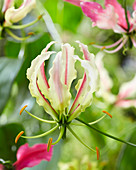 Gloriosa Lime