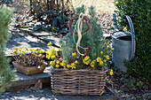 Basket with pine and Winter aconite, wreath of birch branches and bark as decoration