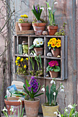 Hyacinths, snowdrops, primroses and Winter aconite in pots