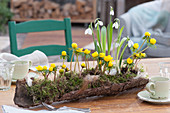 Winter aconites and snowdrops in bark as table decorations