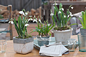 Snowdrops and Lebanon squill in pots as table decorations