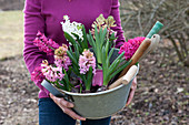 Woman carries bowl of hyacinths for planting