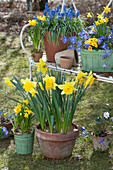 Daffodils, grape hyacinths, ray anemones and primrose in pots in the garden